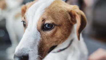 Elle euthanasie son chien de 14 ans : « C’était mon seul compagnon depuis la mort de mon mari, mais… » Abandon Animaux Ce chien deuil familial les animaux de compagnie Litige de voisinage tragédie