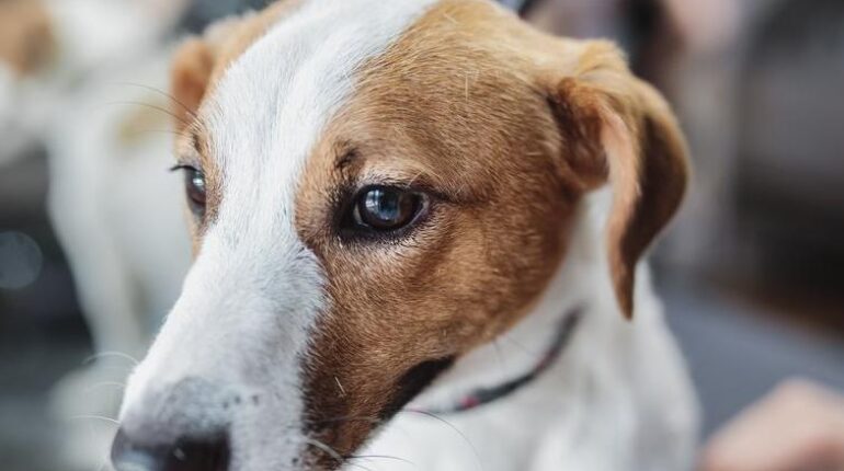 Elle euthanasie son chien de 14 ans : « C’était mon seul compagnon depuis la mort de mon mari, mais… » Abandon Animaux Ce chien deuil familial les animaux de compagnie Litige de voisinage tragédie