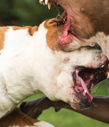 Madison Riley, 23 ans, gardait trois pitbulls pour arrondir ses fins de mois : elle a remarqué un détail inquiétant avant…