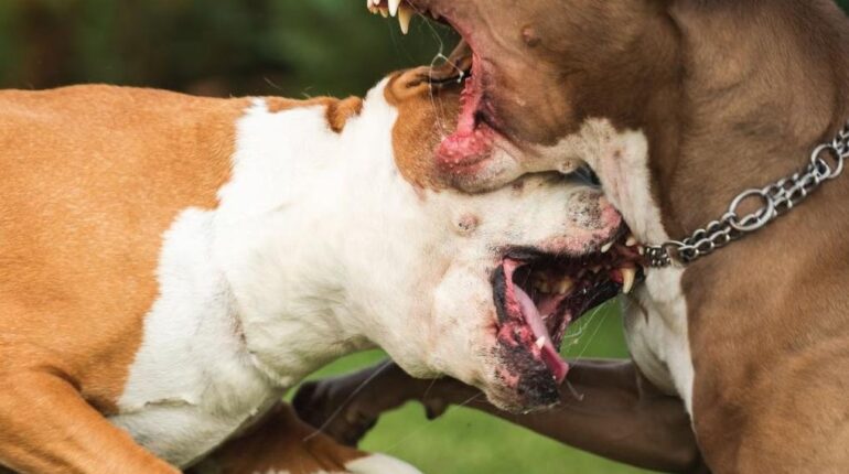 Madison Riley, 23 ans, gardait trois pitbulls pour arrondir ses fins de mois : elle a remarqué un détail inquiétant avant… Abandon Animaux Abolition peine de mort Actualités animales Animaux domestiques chiens faits divers Pitbulls