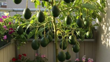 Avocats Cauchemar en cuisine DIY cleaning Économie locale Jardinage LE RECYCLAGE.