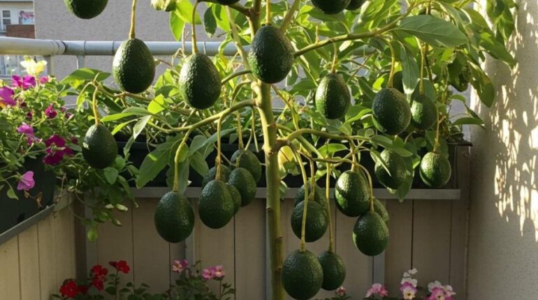 Avocats Cauchemar en cuisine DIY cleaning Économie locale Jardinage LE RECYCLAGE.