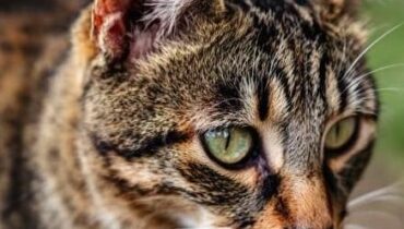 ’il est un chat Abandon Animaux Bien-être Animal Dijon injustice Maltraitance Animale procès