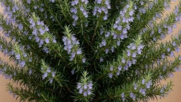 Voici l’astuce méconnue qui transforme votre romarin en parfum d’ambiance naturel