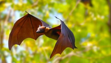 Boissons énergisantes Brésil chauve-souris Coronavirus Recherche scientifique