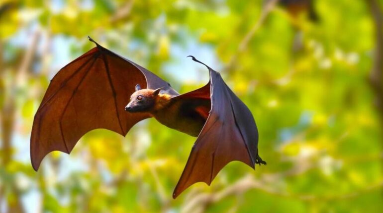 Ce détail troublant sur le virus brésilien qui ressemble au Covid-19 Boissons énergisantes Brésil chauve-souris Coronavirus Recherche scientifique