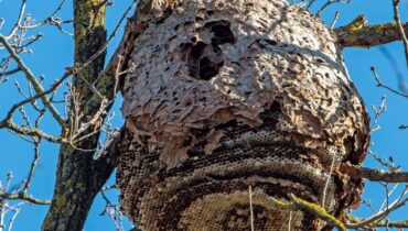 Animaux sauvages Conduite dangereuse Frelon asiatique Piqûre d'insecte prévention Urgence médicale