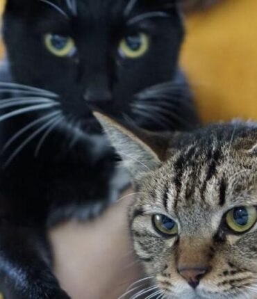 En Turquie, cet ex-mari devra verser 200 euros tous les trois mois à ses chats