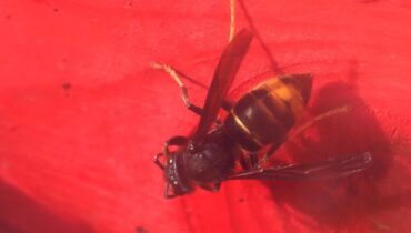 Accidents mortels Conduite dangereuse Frelons asiatiques Laos Piqûres d'insectes Venin d'abeille