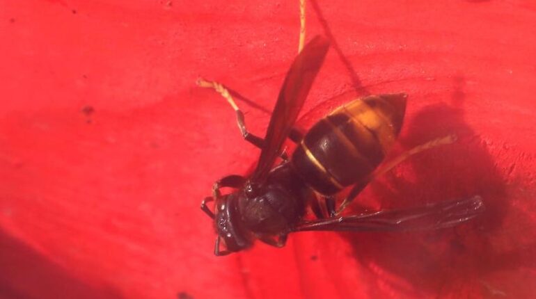 Plus d’une centaine de piqûres : le détail qui explique pourquoi ce père et son fils n’ont pas survécu Accidents mortels Conduite dangereuse Frelons asiatiques Laos Piqûres d'insectes Venin d'abeille