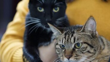 Bien-être Animal divorce Droit familial les animaux de compagnie Pension alimentaire Turquie