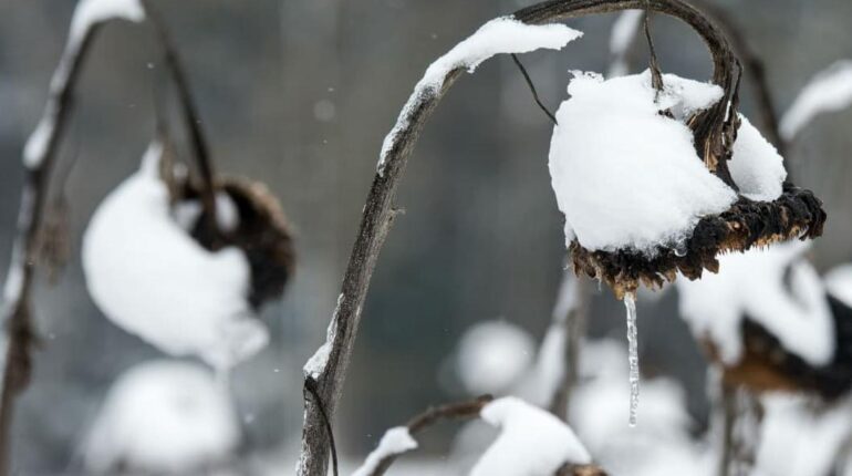 La neige débarque dès demain : ces régions qui vont se réveiller blanches accusent la France Chutes de neige Hiver Météo Neige Prévisions météo