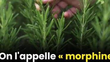 Cette plante du jardin améliore la mémoire de 75% chez les seniors : « Je n’aurais jamais imaginé que… »