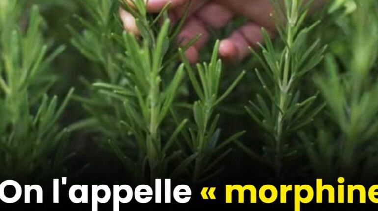 Cette plante du jardin améliore la mémoire de 75% chez les seniors : « Je n’aurais jamais imaginé que… » bienfaits Boissons énergisantes Conducteurs seniors mémoire Romarin Vieillissement