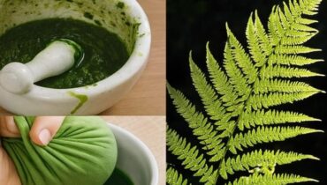 bien être Bienfaits naturels Boissons énergisantes Détoxification Fougères Phytothérapie respiration