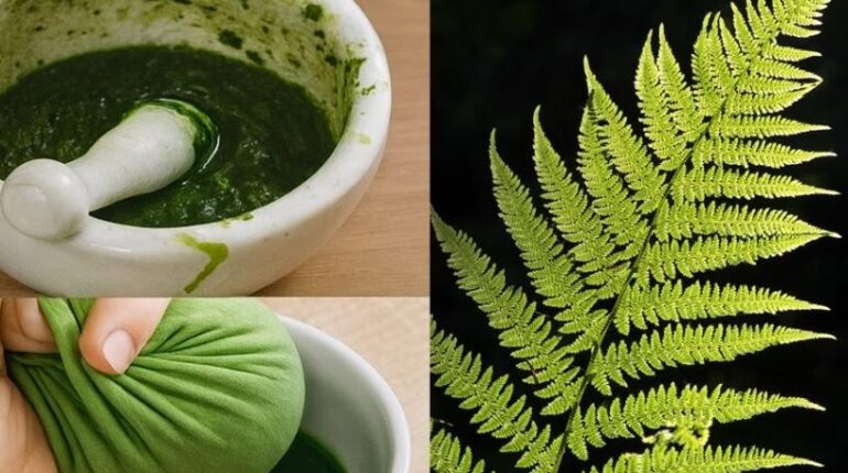 bien être Bienfaits naturels Boissons énergisantes Détoxification Fougères Phytothérapie respiration