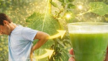 Amarante épineuse Phytothérapie Plante médicinale Risques santé Santé Rénale Usages traditionnels