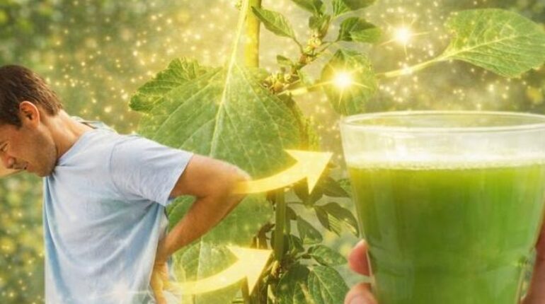 Amarante épineuse Phytothérapie Plante médicinale Risques santé Santé Rénale Usages traditionnels