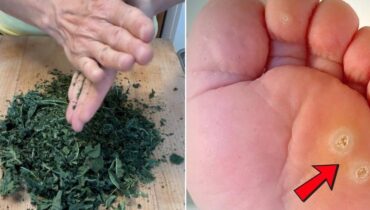 Bienfaits naturels Digestion Feuilles de figuier glycémie Plantes médicinales Santé cardiaque Tisane