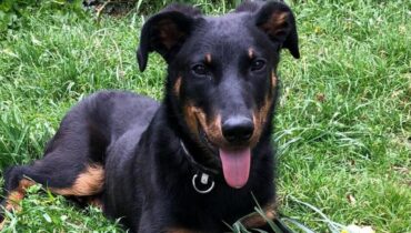 Abandon Animaux Appel à témoins Chien perdu disparition Manosque