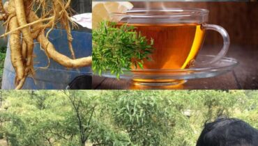 Adaptogènes bien être Énergie naturelle Hygiène de sommeil Plantes médicinales Santé digestive