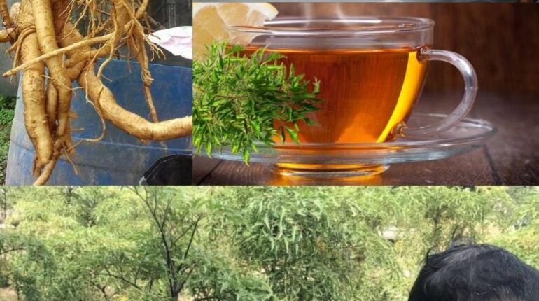 Adaptogènes bien être Énergie naturelle Hygiène de sommeil Plantes médicinales Santé digestive