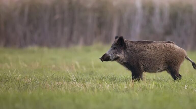 Accident de chasse contrôles de sécurité faits divers Législation chasse Sanglier
