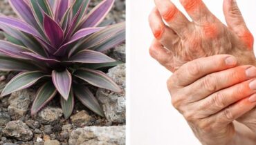 bien être Cannelle Maguey violet Plantes médicinales Santé naturelle Tisane