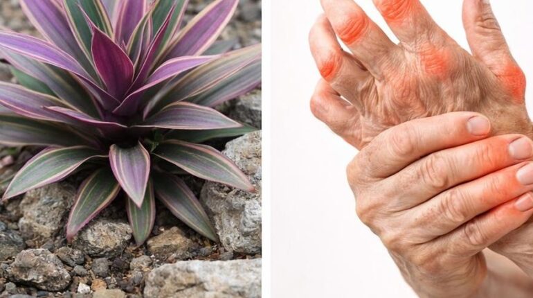 bien être Cannelle Maguey violet Plantes médicinales Santé naturelle Tisane