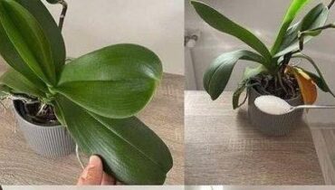 Engrais Entretien plantes Floraison Orchidées Plantes d'intérieur