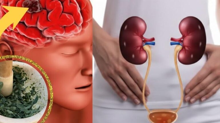 Bienfaits naturels Chanca Piedra Digestion Plantes Amazoniennes Santé Hépatique Santé Rénale système immunitaire