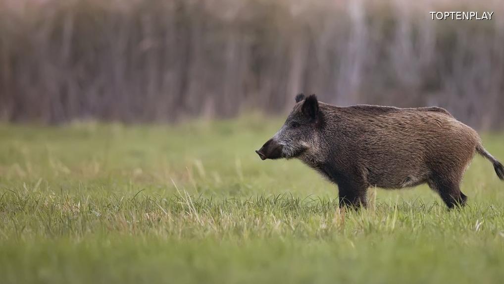 Image d'illustration © TopTenPlay