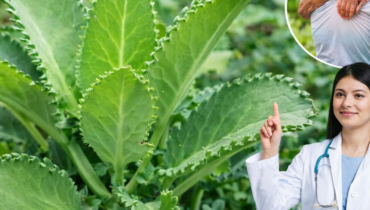 Articulations bien être Digestion Kalanchoe Muscles Remèdes naturels Voies respiratoires