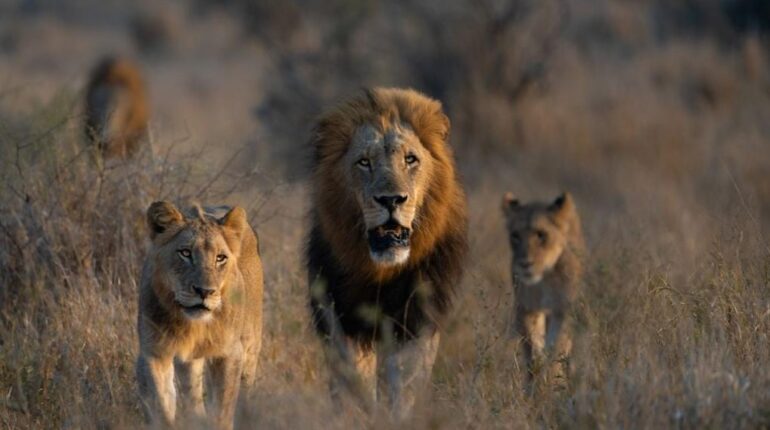 Braconnage de rhinocéros : trois chasseurs tués et dévorés par des lions dans une réserve sud-africaine Afrique du Sud Braconnage Conservation des aliments Cybercriminalité Danger faune EuroMillions Rhinocéros