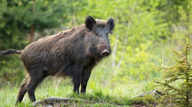 Solidarité de Noël : La Fédération des chasseurs de la Somme offre 1000 repas de sanglier aux Restos du Cœur Accident de chasse Cadeaux de Noël Hygiène de sommeil Restos du Cœur Revenu de solidarité Sanglier