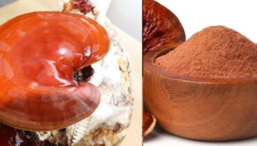 Adaptogènes champignons eviter le stress Immunité Longévité Reishi Santé naturelle