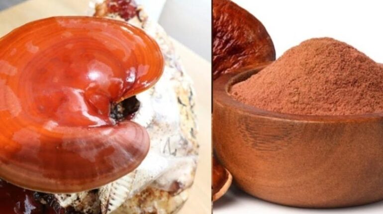 Adaptogènes champignons eviter le stress Immunité Longévité Reishi Santé naturelle