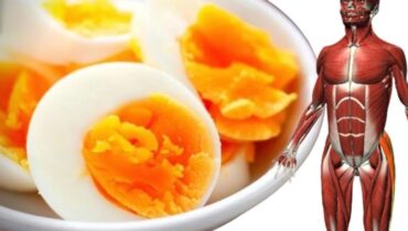 Boissons énergisantes glycémie Nutrition enfant Petit-déjeuner Satiété Séparateur d’œufs