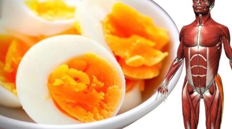 Boissons énergisantes glycémie Nutrition enfant Petit-déjeuner Satiété Séparateur d’œufs