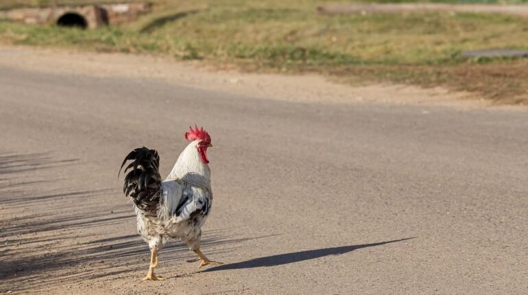 Abandon Animaux accident accident de la route Circulation Roannais