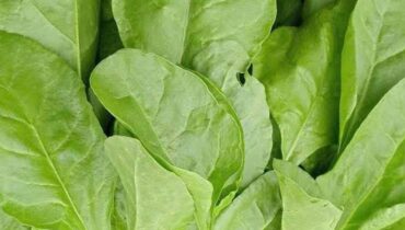 Antioxydants Bienfaits santé épinards Minéraux Nutrition enfant Superaliment vitamines