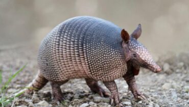 Abandon Animaux Actualités insolites Danger faune faits divers tatouage des yeux Texas