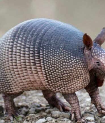 Texas : La carapace d&rsquo;un tatou renvoie une balle de revolver et blesse le tireur à la mâchoire