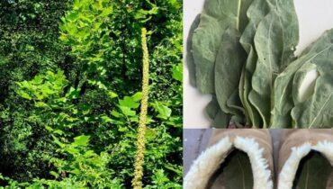 bien être Herboristerie Hygiène de sommeil Molène Mouans-Sartoux Remèdes naturels Soins des pieds