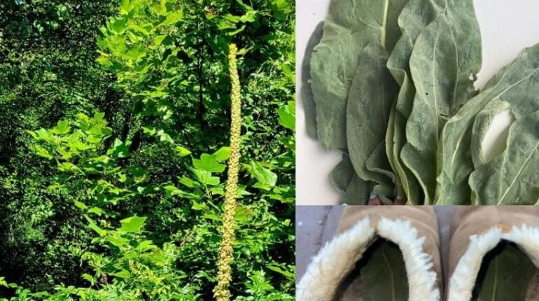 bien être Herboristerie Hygiène de sommeil Molène Mouans-Sartoux Remèdes naturels Soins des pieds