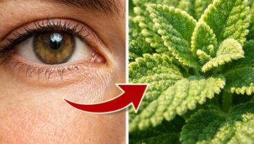 Antioxydants Bienfaits yeux Confort visuel Origan Santé oculaire Stress oxydatif