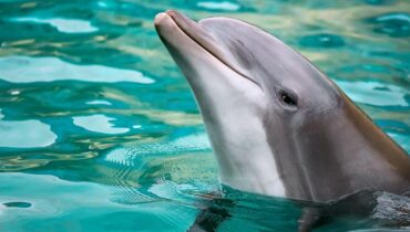 Dauphiné Libéré Faune marine Grau-du-Roi Pompiers Sauvetage animal