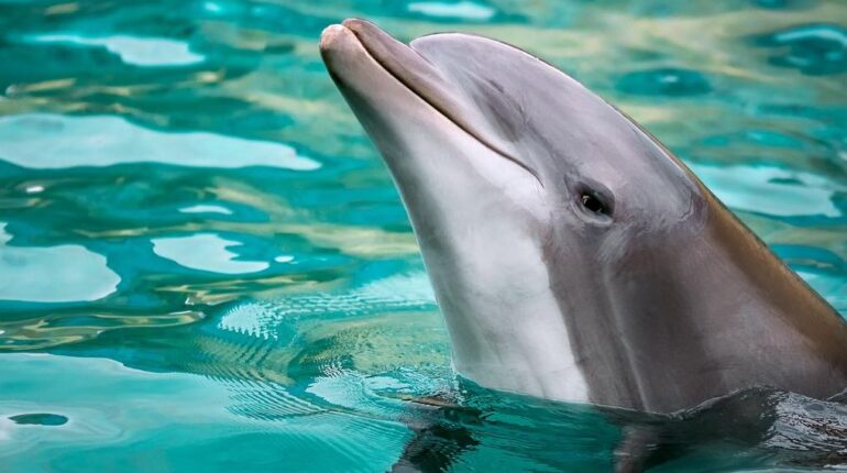 Dauphiné Libéré Faune marine Grau-du-Roi Pompiers Sauvetage animal