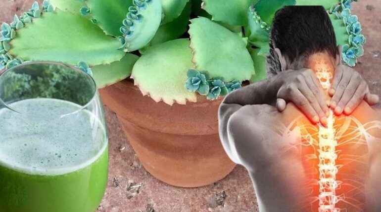 bien être Kalanchoe Phytothérapie Plantes succulentes Remèdes naturels Soins naturels