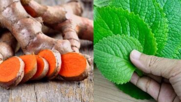 Articulations bien être Bienfaits santé Digestion Hydratation Plantes médicinales Recettes naturelles